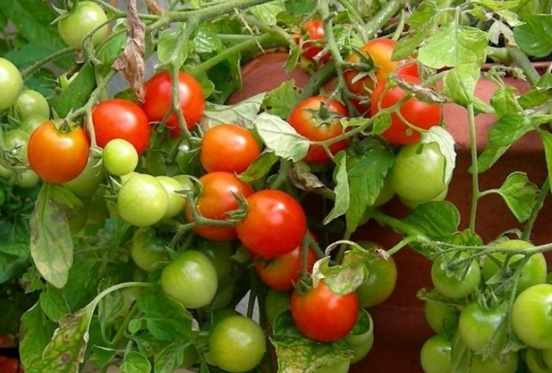 Ранние помидоры для грядки: лучшие сорта для быстрого урожая – обзор 5 сортов