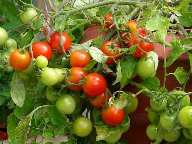 Помидоры Снегирёк — минимальный уход, максимальная отдача