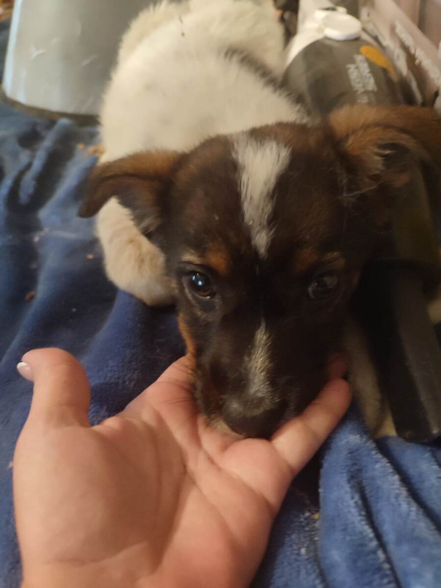 Где это я? - думал щенок, который станет Симбой 