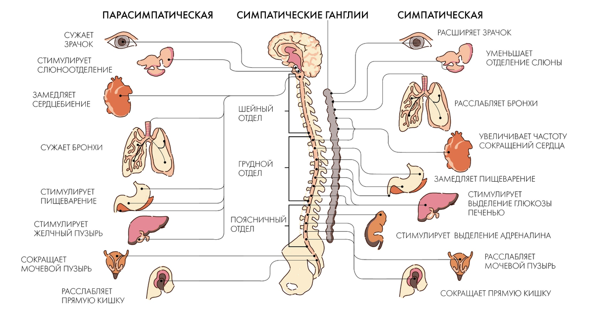 Опсиание функций двух нервных систем. 