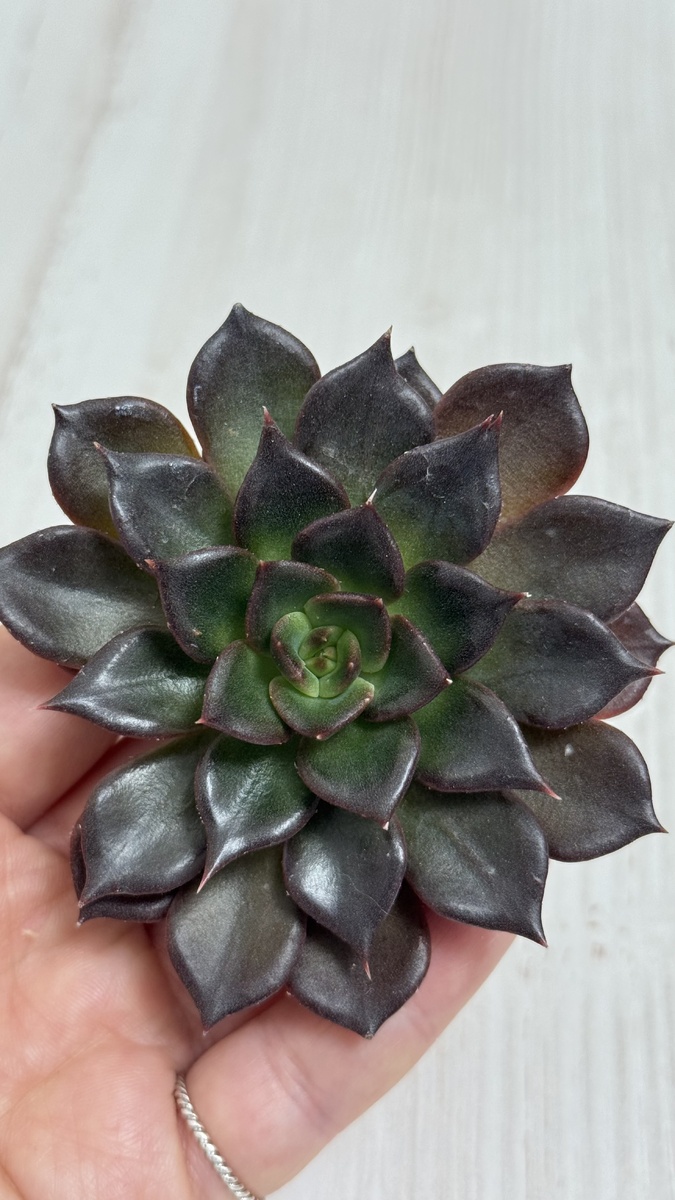 Echeveria ‘Black Prince’.