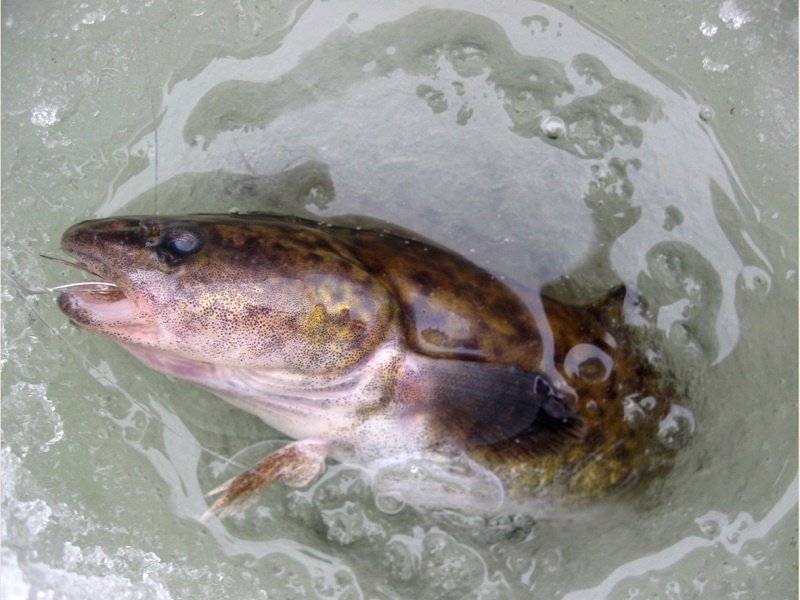 Налим зимой