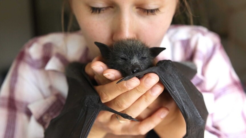    Вы бы рискнули держать летучую мышь дома? Источник изображения: tomatita.ru