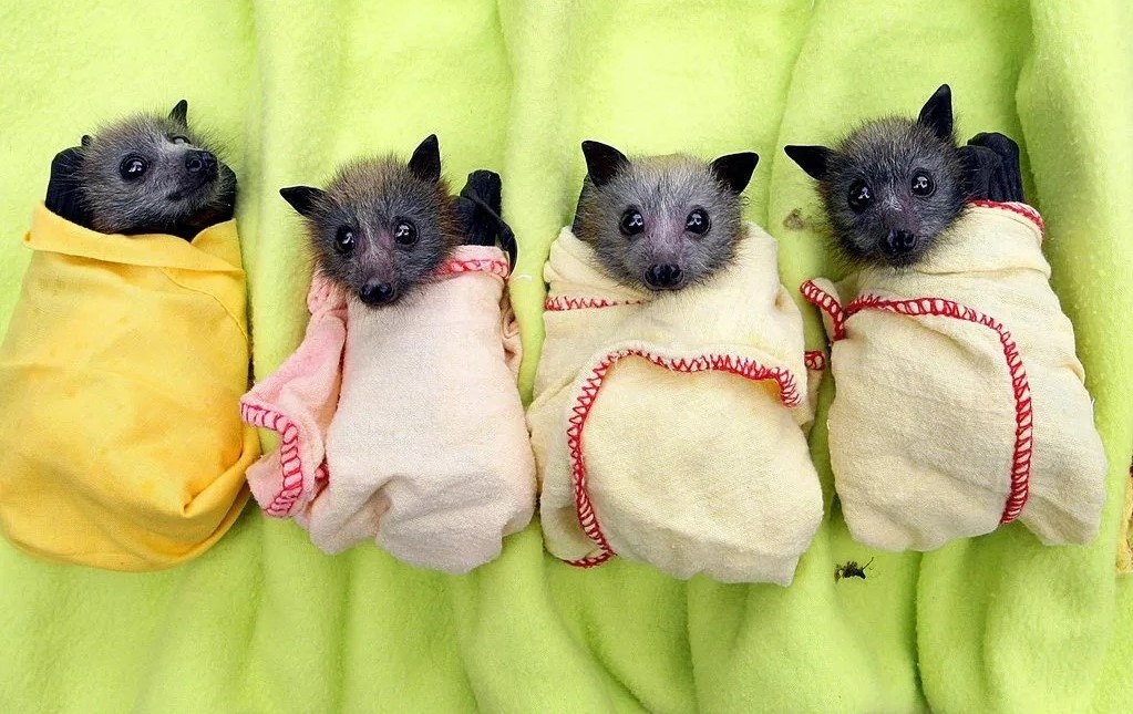    Домашнее содержание летучих мышей как “питомцев” — плохая идея: из-за специфики биологии, стресса, ночного образа жизни и условий, которые трудно обеспечить в квартире. Источник изображения: imgur.com