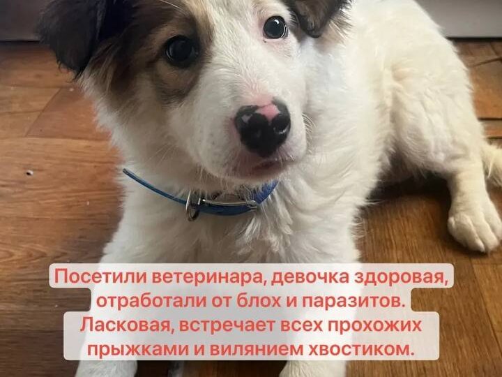 ❗️Ищем дом для щенка-девочки дворняжки