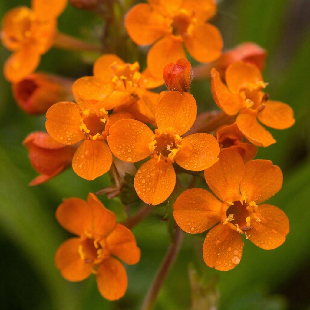 Немезия: цветы, которые поднимают настроение.