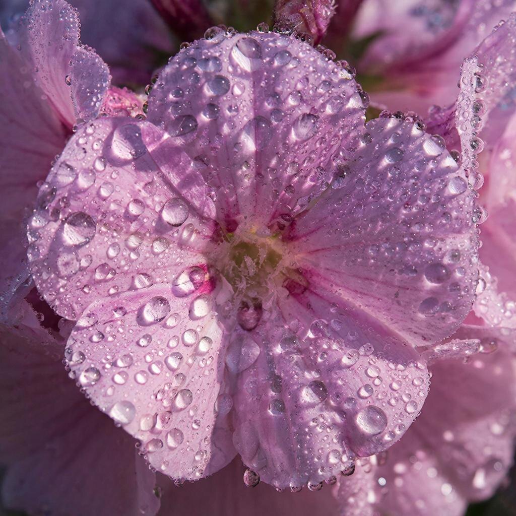 Немезия цветёт разнообразными оттенками.