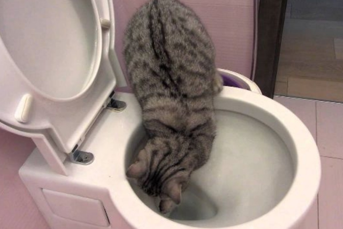 Фото с сайта: https://ursa-tm.ru/forum/index.php?/topic/472283-ty-vozmi-menya-s-soboy-pochemu-koshka-rvyotsya-v-tualet-ili-vannu-vsled-za-hozyainom-dzen/&tab=comments