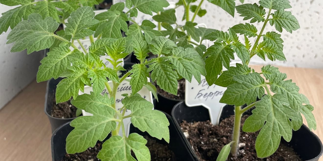 Секрет посева томатов, о котором больше никто не расскажет. Первая самая важная подкормка после всходов. Бабушка научила