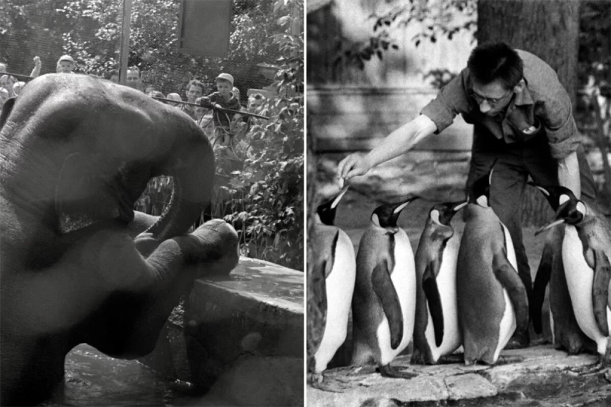    Азиатский слон в вольере Московского зоопарка (1967 г.). Сотрудник Московского зоопарка кормит королевских пингвинов (1971 г.).