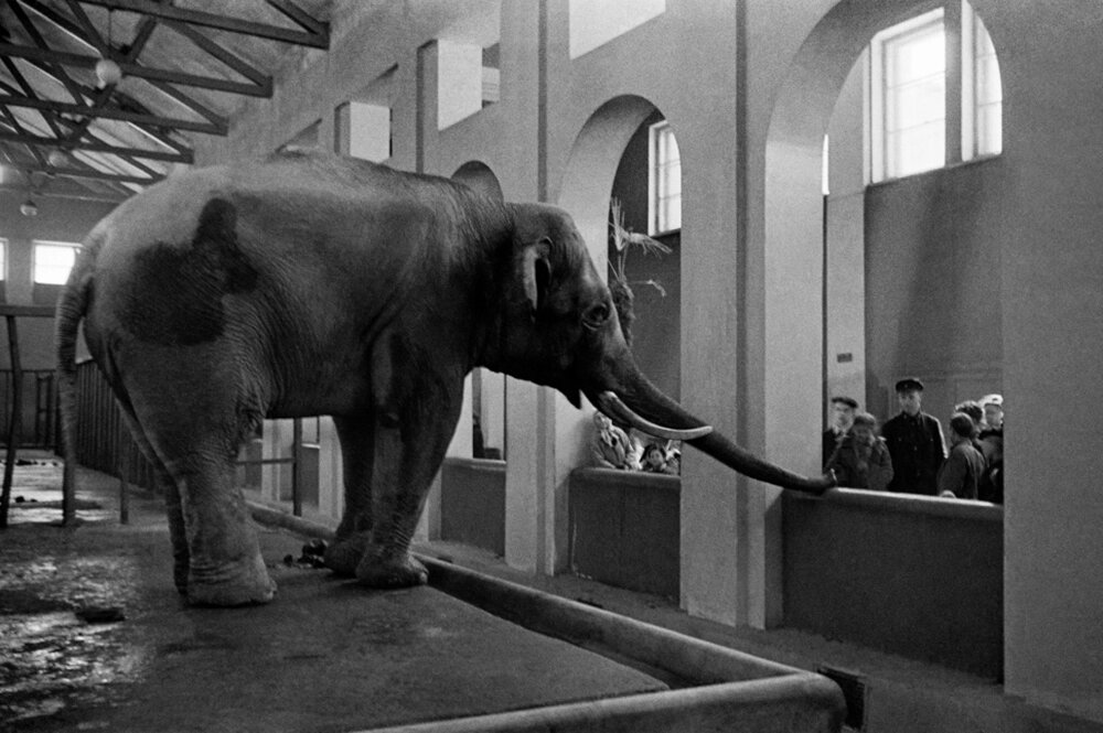    Посетители в закрытом вольере со слоном (1944 г.). Фото: РИА Новости/ Анатолий Гаранин