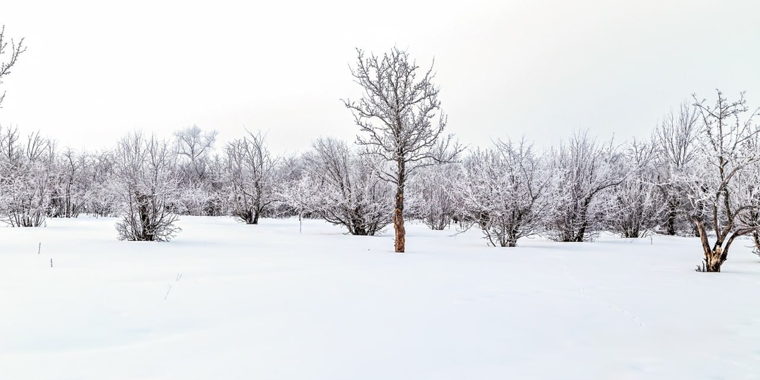 "В белоснежной тишине зимы родной