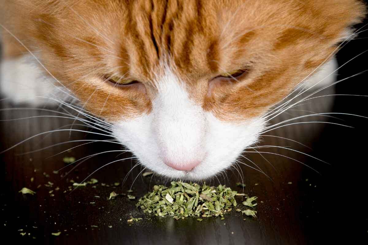 Фото с сайта: https://urbakipets.com/what-is-catnip-effects-and-benefits/