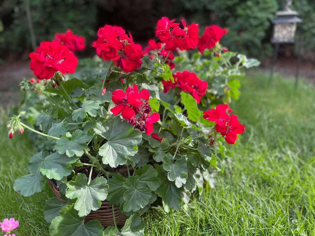 Цветут пеларгонии. Фото автора 