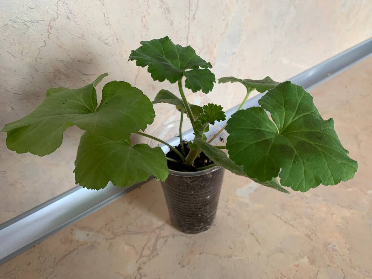 В маленьком объеме пеларгония быстро чахнет. Фото автора 