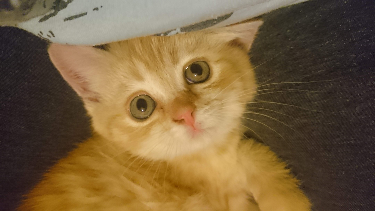 Мой лапусик. И спустя почти 12 лет вижу её точно такой же.