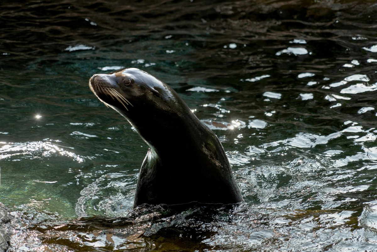    Фотовыставка «Океан любви» откроется на втором этаже «Москвариума»