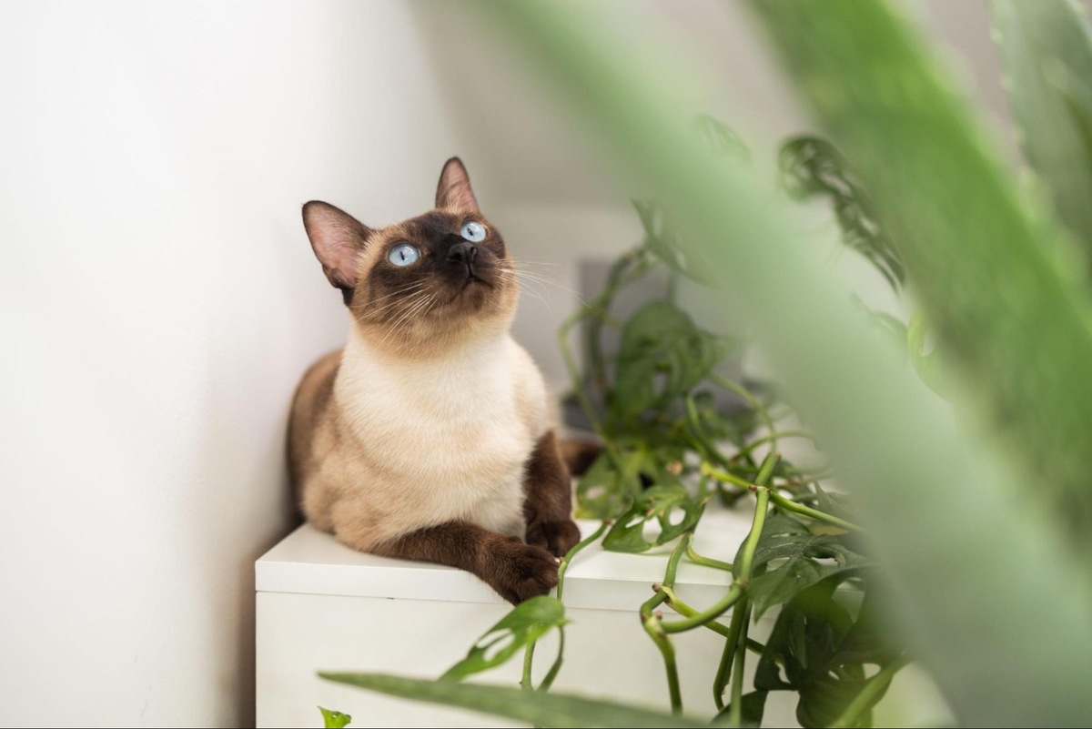    Сиамские кошки окраса колор-пойнт имеют голубые или синие глаза