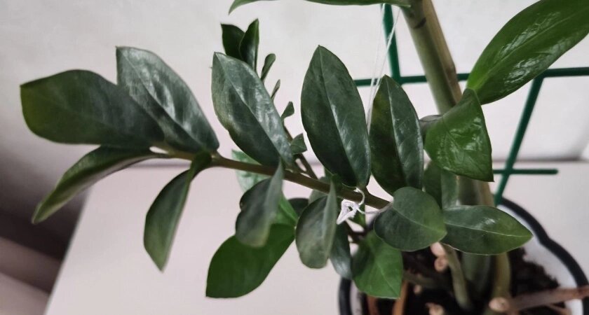    Фото usolie.info