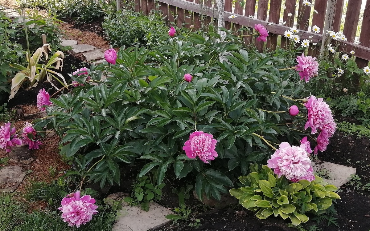 Остался один. А был ряд из 7 таких пионов. 