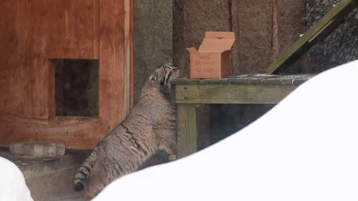    Фото: Скриншот с видео / Московский зоопарк / Telegram