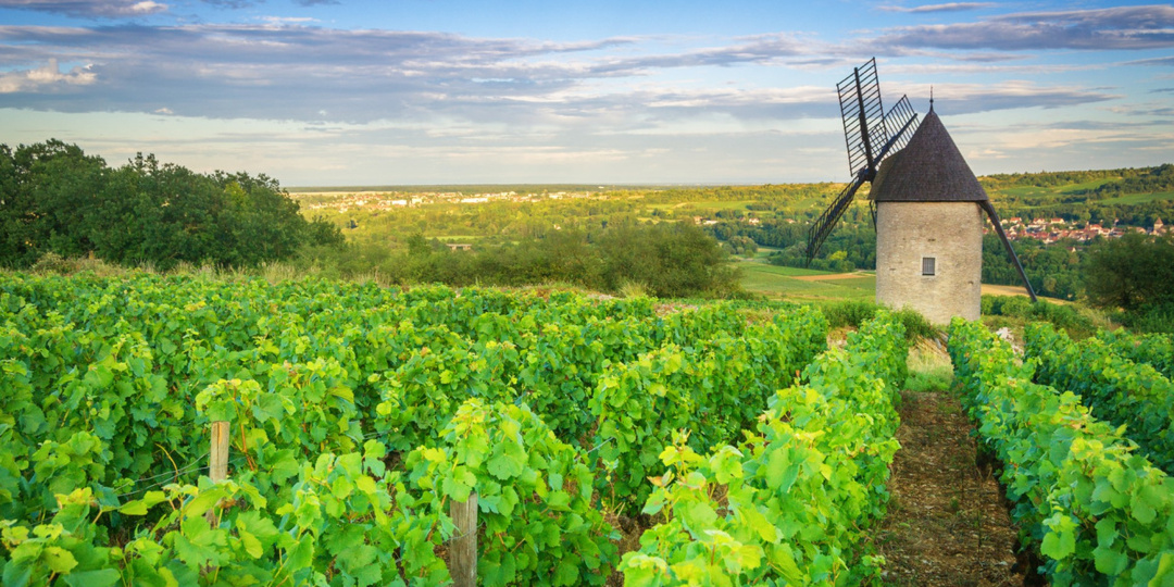 Premier Cru, Grand Cru, Village — как разобраться в бургундских уровнях