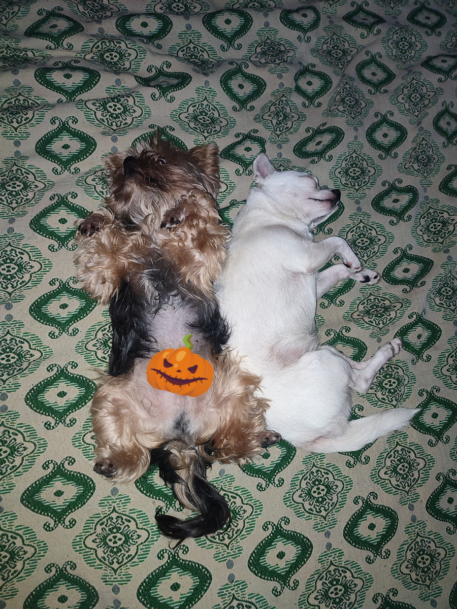 Жорик и Розочка