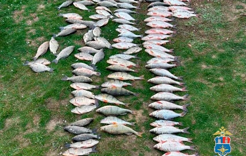 Браконьер на Дону наловил рыбы на 6,6 млн и попал под суд за шемаю