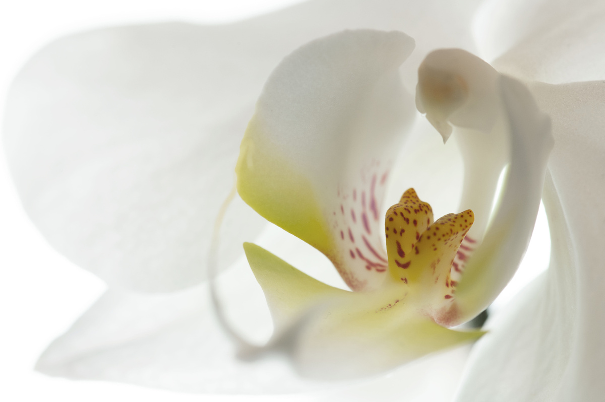 Оржидея. В объятиях