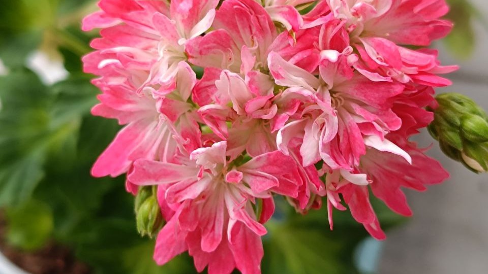 Цветы такие, словно звёзды, Что светят в небе до утра