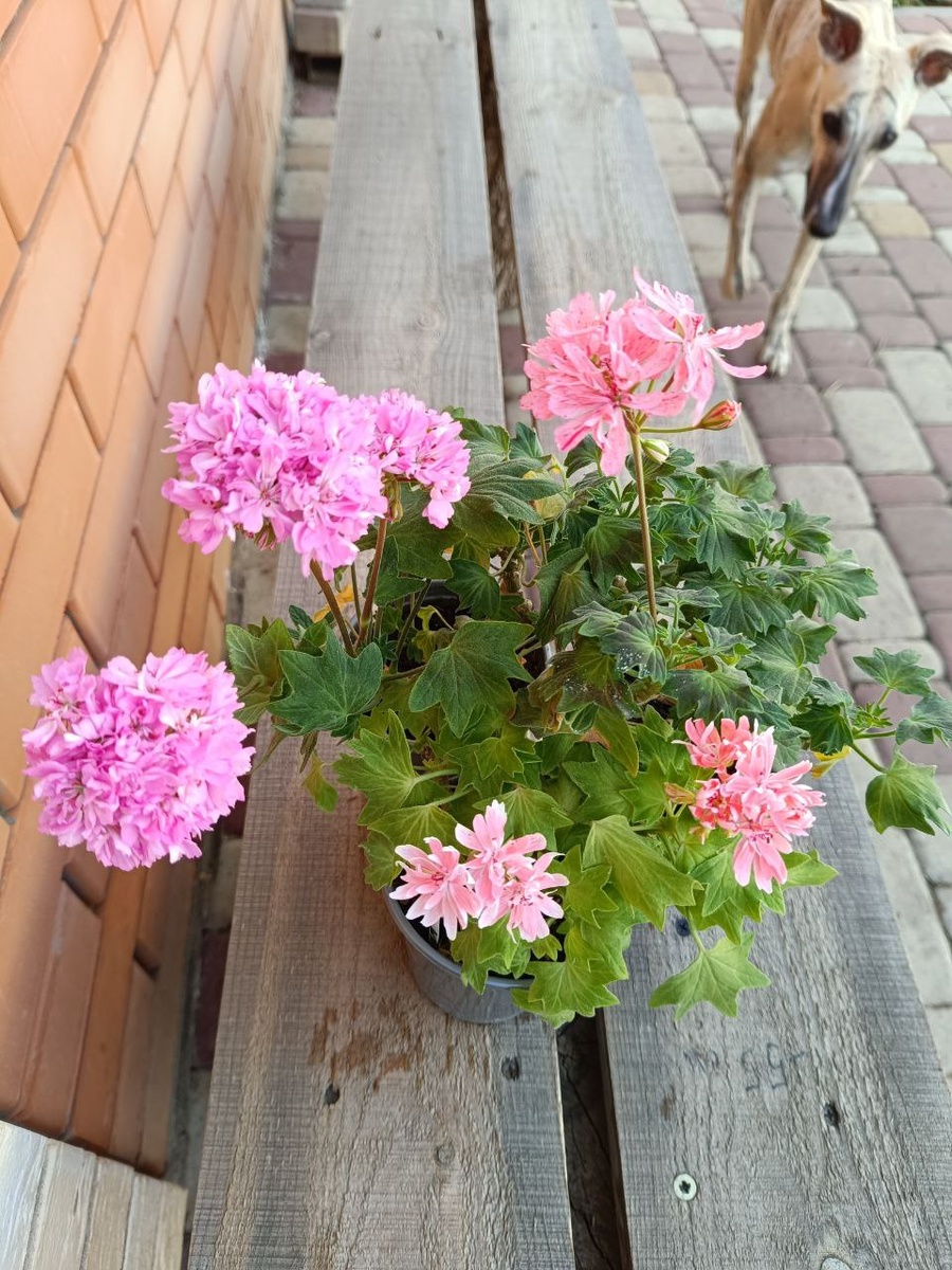 Айрис идет рассматривать стеллары