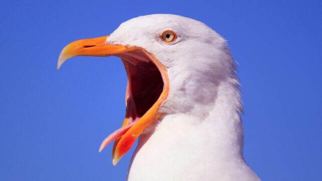 Секрет одного из самых могущественных королевств Перу кроется в птицах