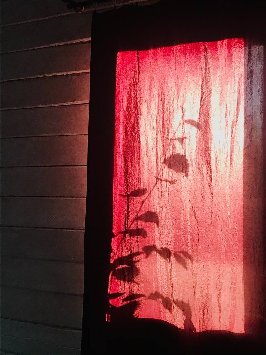 Отражение деревьев в моем дачном окне, случайно пойманный кадр.