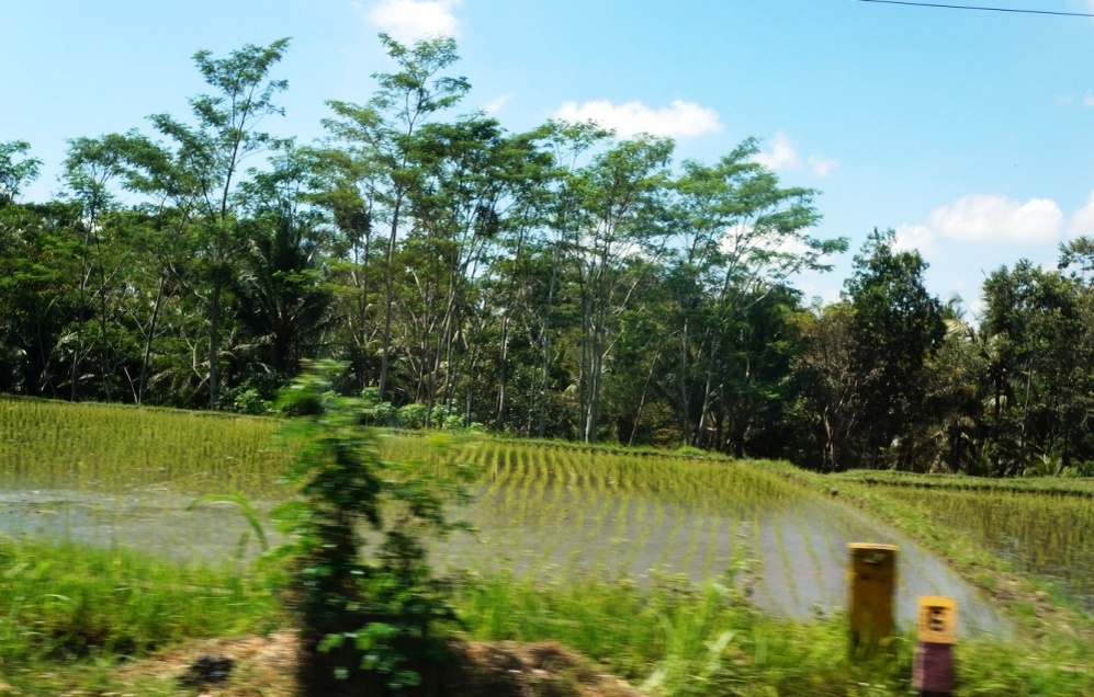 рисовые поля