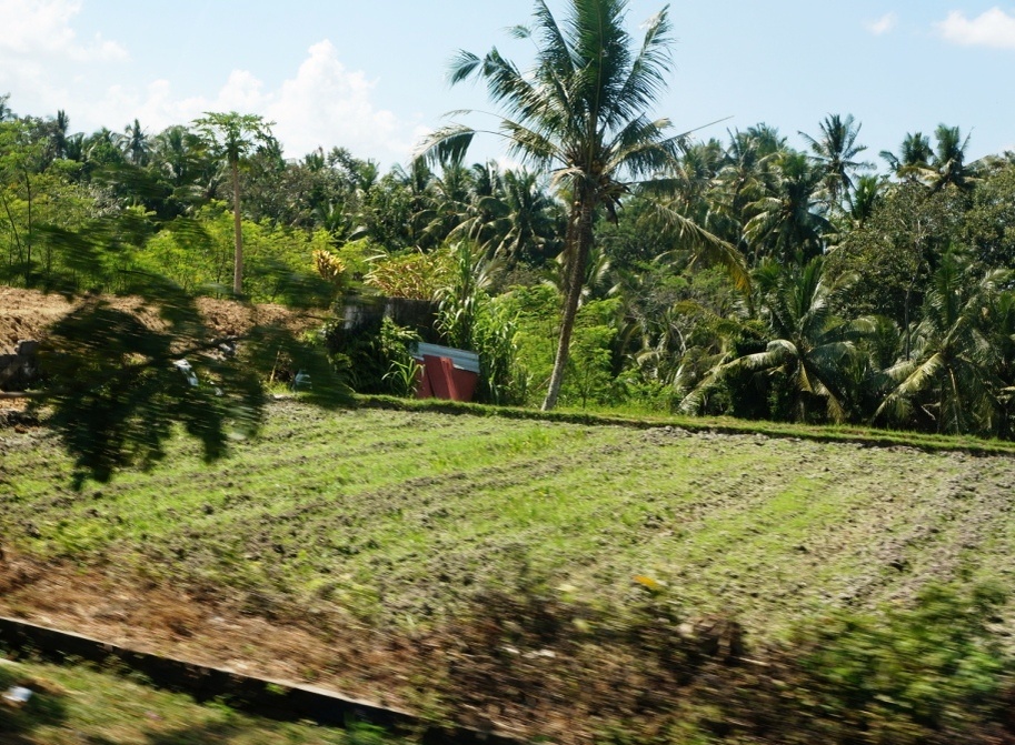 ртсовые поля