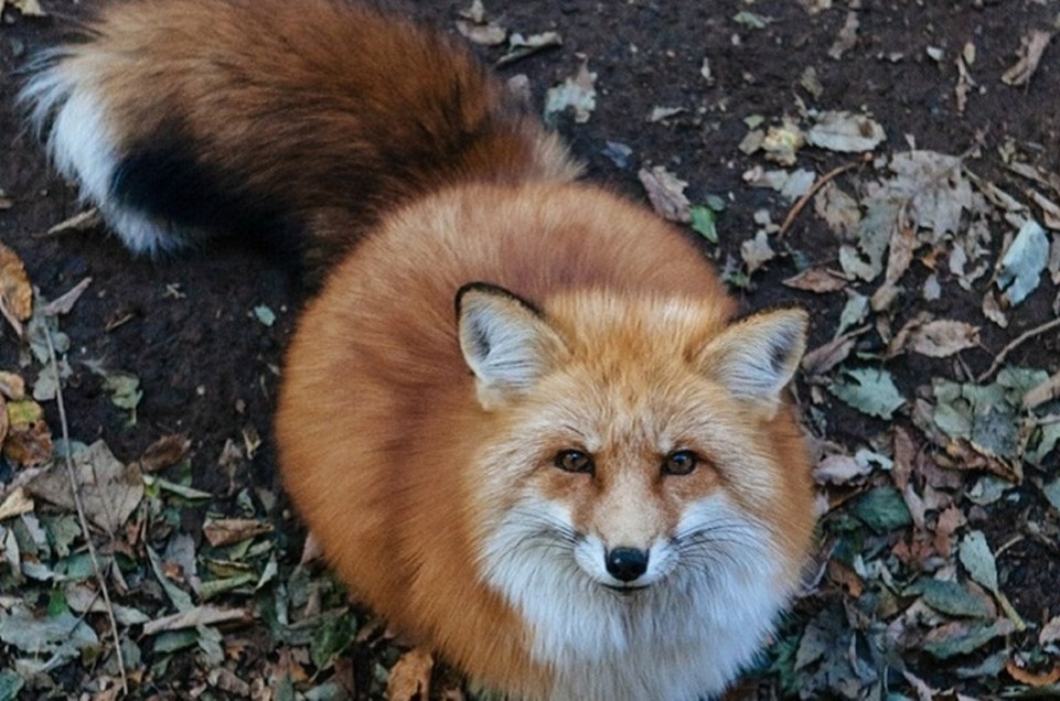    По данным Минприроды ДНР, в Республике обитают волки, зайцы, косули, лисы и кабаны. Фото: Администрация Мариуполя