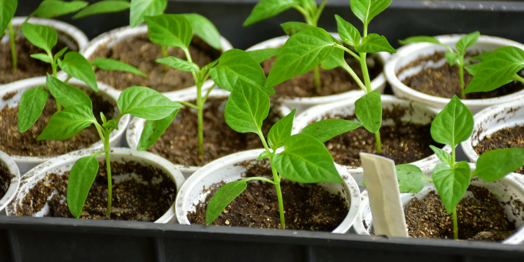 Как посеять семена Перцев на рассаду, чтобы они точно взошли