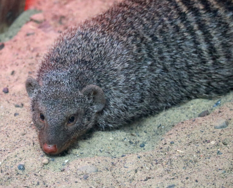 Мангуст на массе. Сушка — после сезона змей