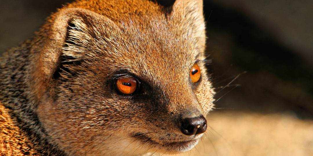 Мангуст против кобры: кто кого и за счёт чего