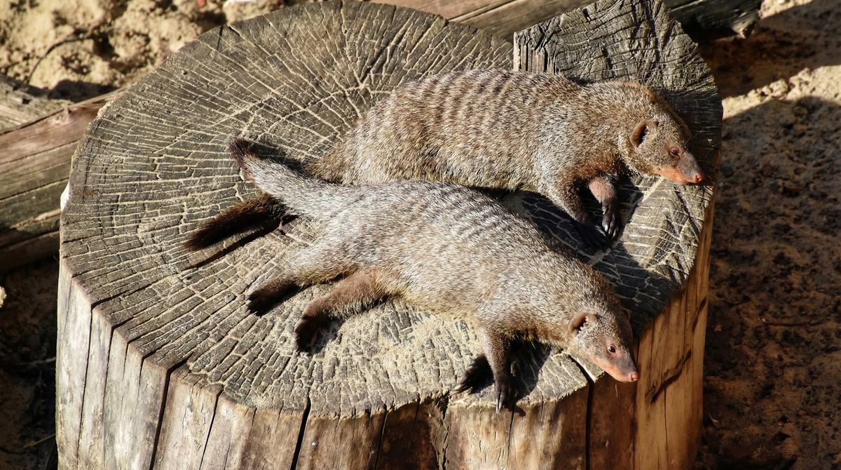 Бой со змеёй закончился. Началась фаза “солнышко и переваривание”.