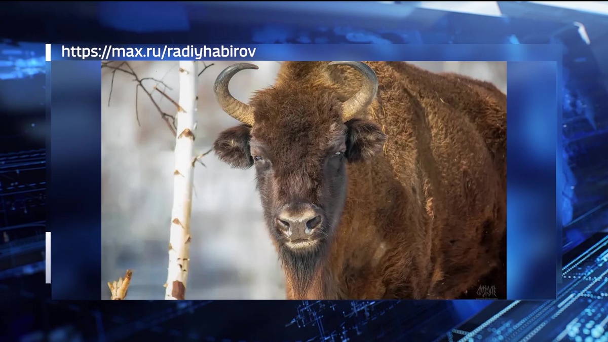    Башкирский проект по разведению зубров получил грант Президентского фонда