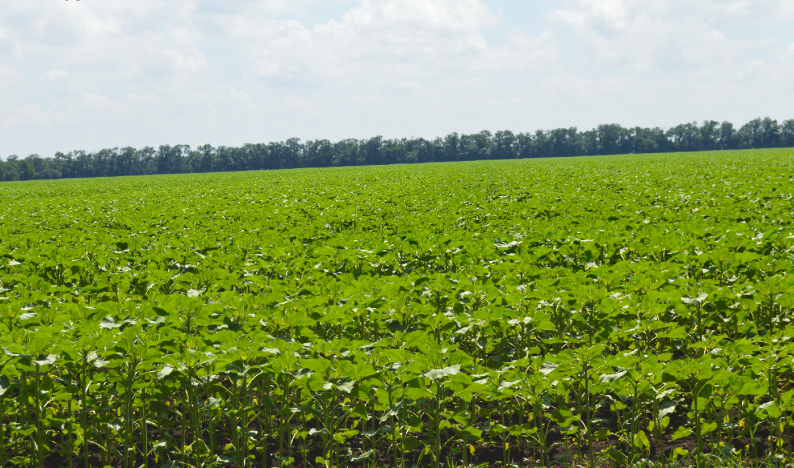 Фото автора. Июнь 2021. Поле засеянное подсолнечником.