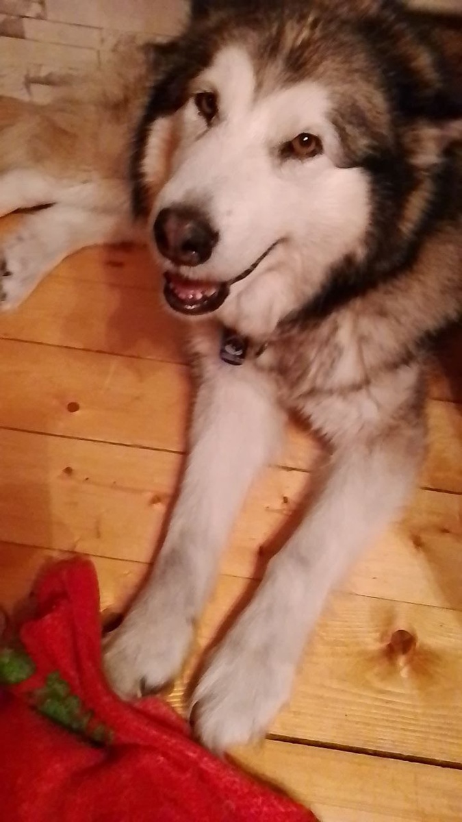 «Вы бы видели её в тот момент, когда я сказала слово „купаться“»