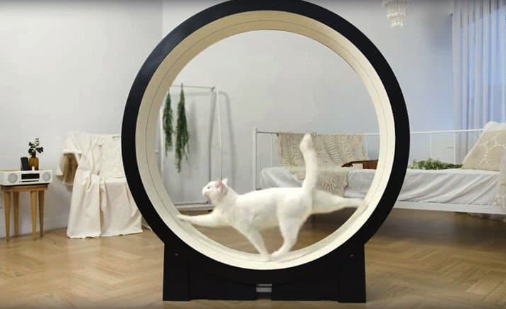 Кошка бегает в тренажере /из доступного фонда Яндекс.Картинки/