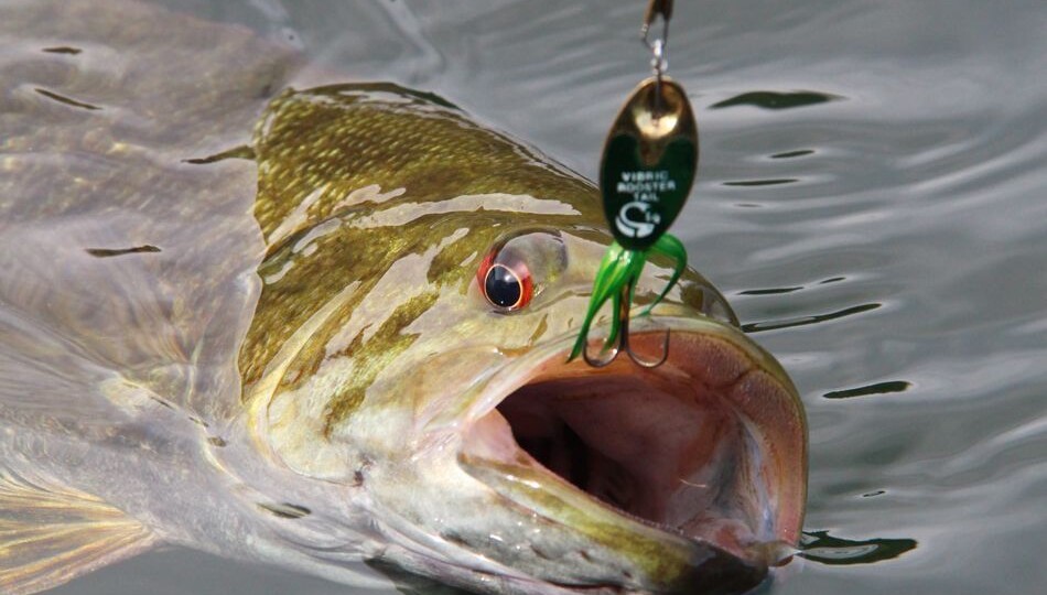 4-6 градусов вялая, 8-10 активная: температура воды показывает, когда начинать ловить весной.