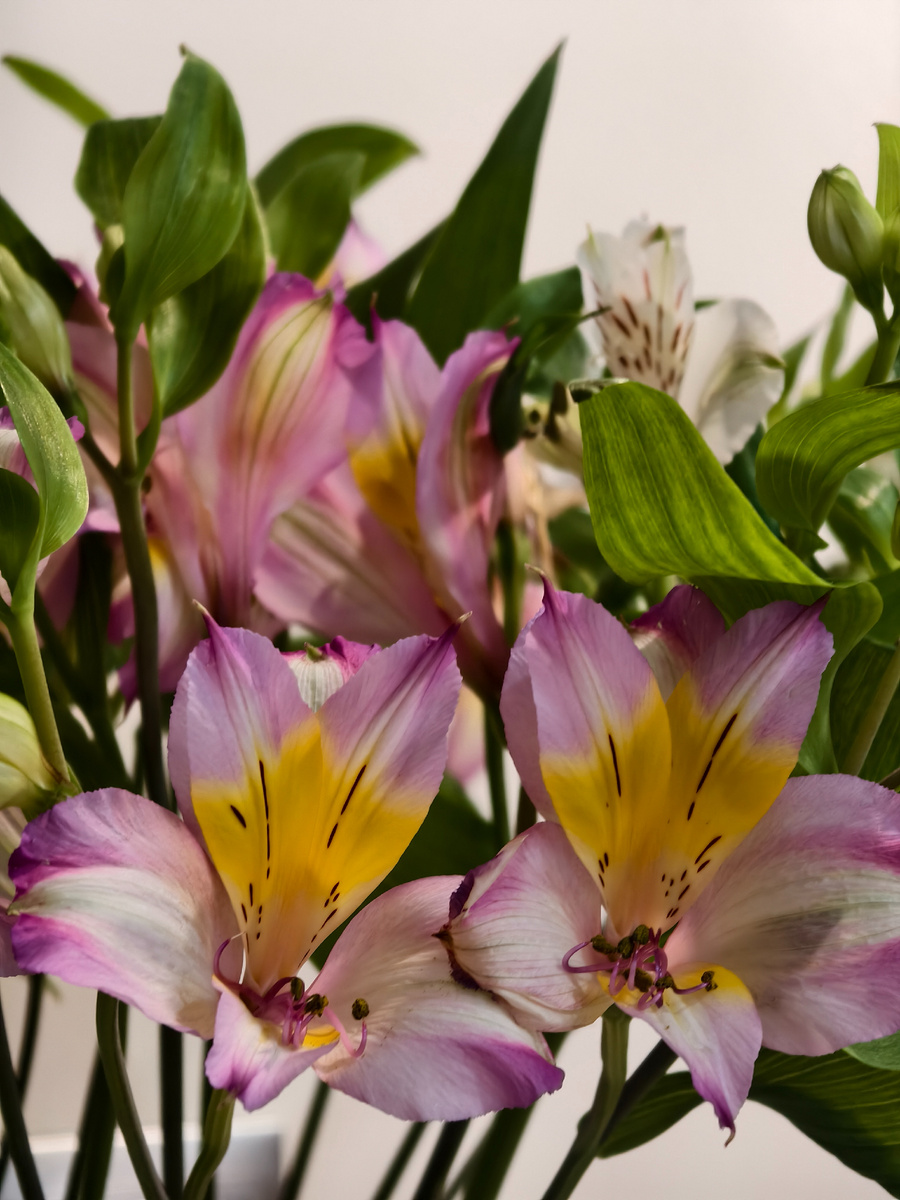 Цветы на кухне