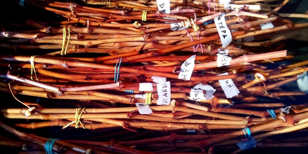 Проращивание / укоренение черенков винограда. Сроки?