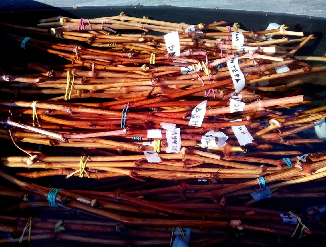 Вымочка черенков 