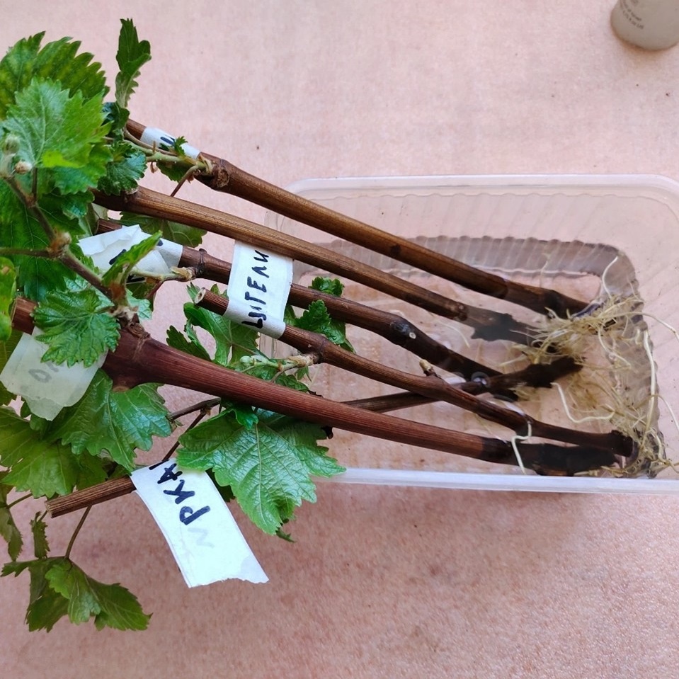 Пророщенные на воде черенки винограда сорта Ркацители 