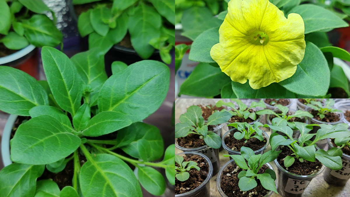 Рассада петунии и петхоа